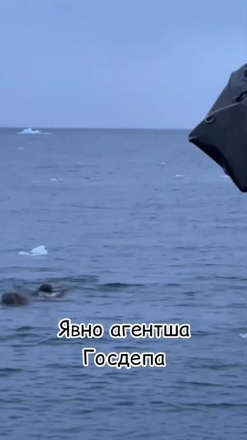 Российских туристов теперь отменяют даже моржи #видео смотреть онлайн