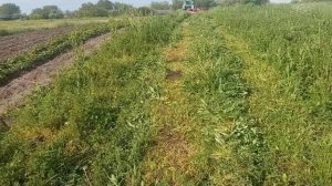 первый покос люцерны на сено