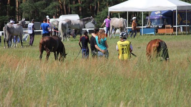 Летняя зарисовка