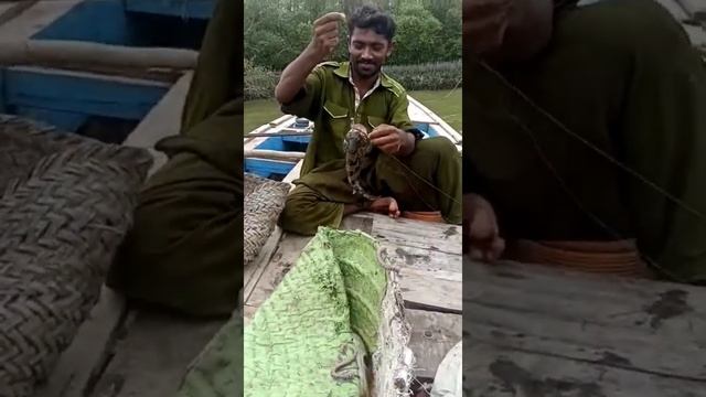 CATCHING RED SNAPER AND GOLIATH GROUPER |MANGROVE FISHING 2022| 21/8/2022 смотреть онлайн