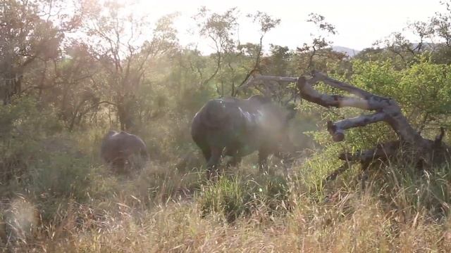 Mating Habits Of The Southern White Rhino смотреть онлайн