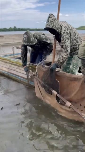 Поймали крупную самку осетра. ￼#shorts #short #shortvideo #fishing смотреть онлайн