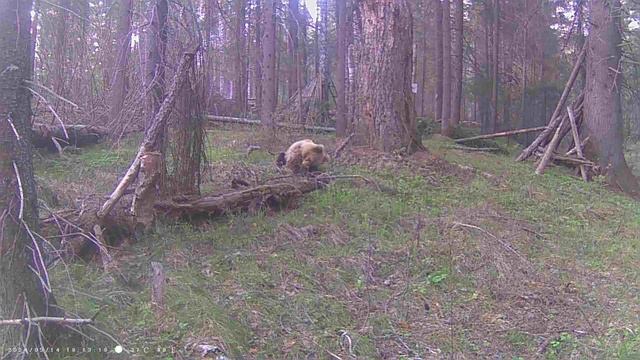 Медведь смотреть онлайн