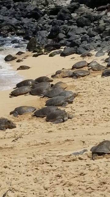 Turtles Beach You never see better Maui Hawai'i #shorts смотреть онлайн