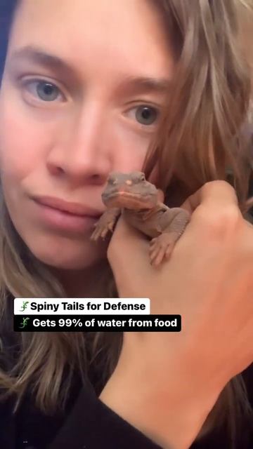 🦕 Tiny Dinosaurs #reptiles #snakes #lizard #dinosaur #cuteanimals #petlover #snakesonsam #uromastyx