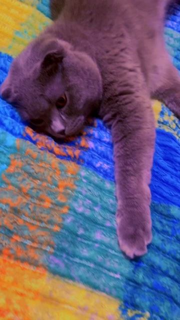 🔴КОТ СМОКИ🔴 смотреть онлайн