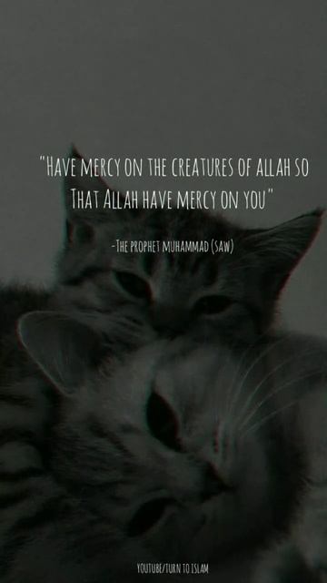 Prophet saw said... ||Turn To Islam|| #status #ramadan смотреть онлайн