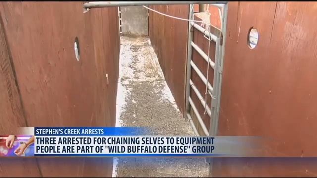 Three members of bison advocacy group arrested at Stephen's Creek смотреть онлайн