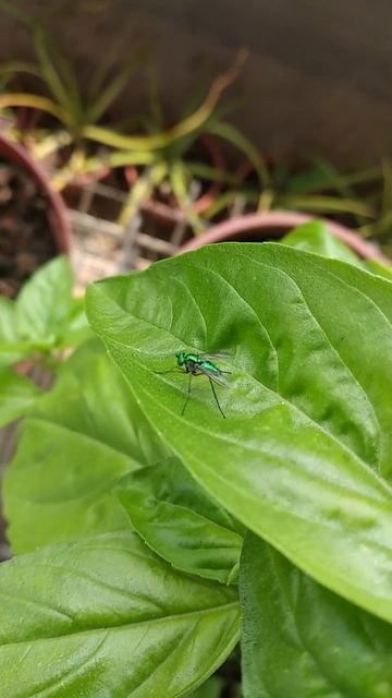 Look!!Silver green fruit fly! смотреть онлайн