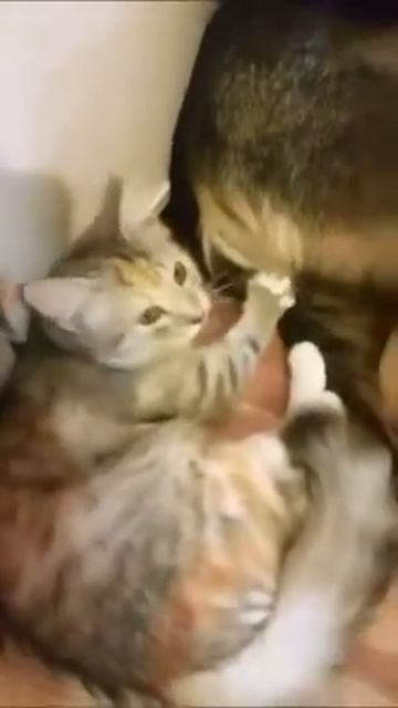 массаж попки смотреть онлайн