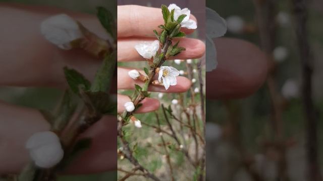 Куст! - Войлочная вишня| Japanische Mandel-Kirsche #растения #plants #pflanzen #garten #сад смотреть онлайн