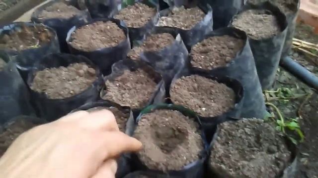 como faser mudas de mamão. смотреть онлайн