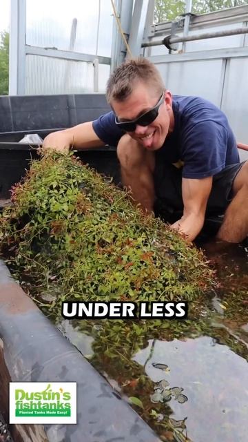 LUDWIGIA REPENS (ABSOLUTELY STUNNING AQUARIUM PLANT FOR SALE) #aquarium #fishtank #aquariumplants смотреть онлайн