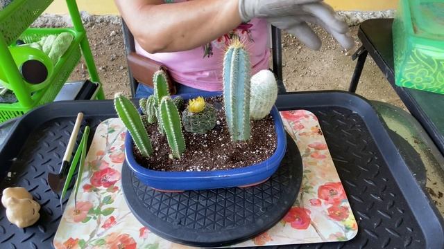 S1-E61💚🌵🐻💨ARREGLO DE CACTUS CON EL HURACÁN “ELSA” AL SUR DE PR Necesitamos calma y tranquilidad смотреть онлайн