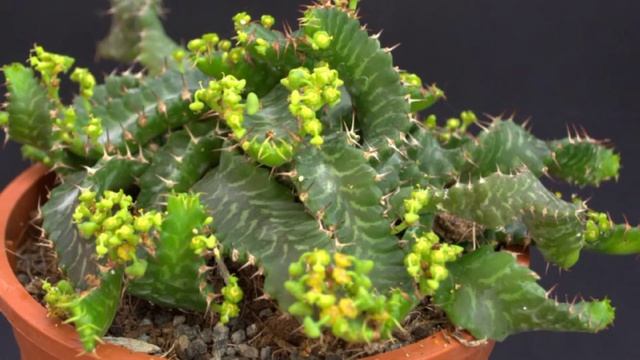 20 TIPOS DE EUPHORBIA E SEUS NOMES смотреть онлайн