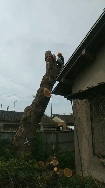 クスノキ伐採２日間終了しました！ смотреть онлайн