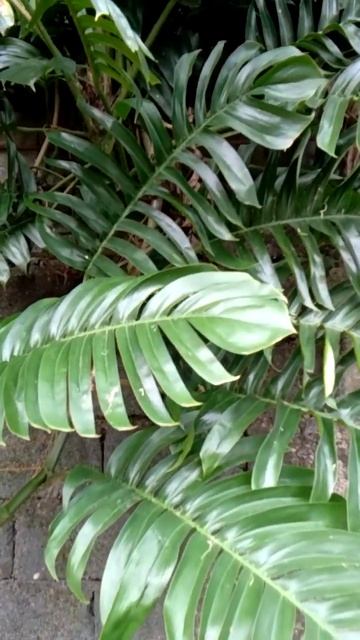 Looks Like a Monstera | Epipremnum Pinnatum Known as Dragon Tail or Tibatib Plant смотреть онлайн