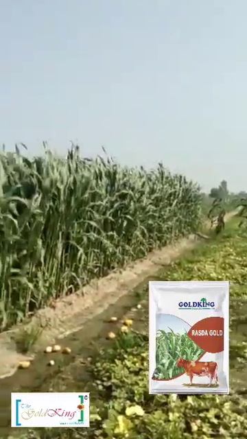 Hybrid_Multi-Cut_Forage_Sorghum (रसदा गोल्ड )