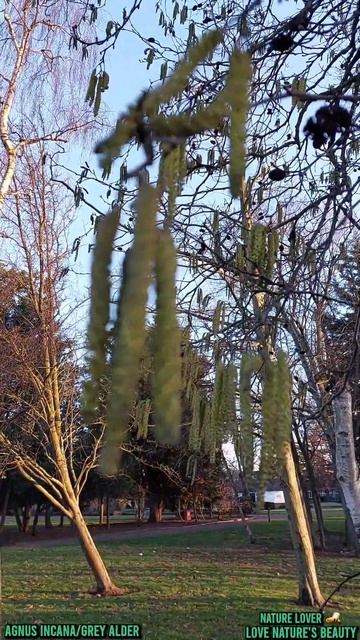 Glamorous Beautiful Tree (Grey Alder/Alnus Incana)Love Nature's @Love Nature's Beauty