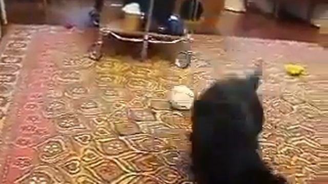 Cat VS Polecat смотреть онлайн