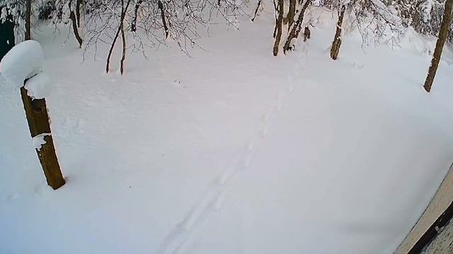 Рысь со свитой вышла к людям