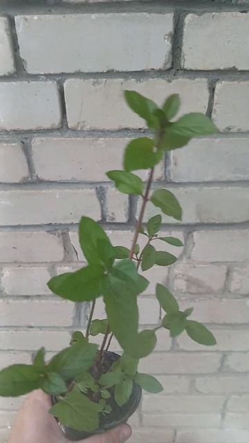 мята со вкусом шоколада смотреть онлайн