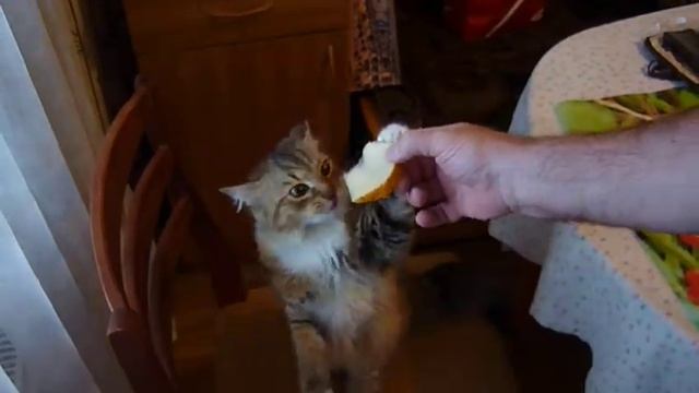 Кошка и дыня смотреть онлайн
