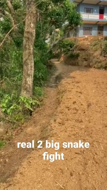 real dhamini big snake fight#viral short# смотреть онлайн