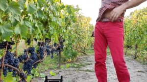 Созревший винный виноград: Ркацители, Гурзуфский розовый, Ливадийский черный