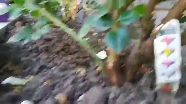 Наша Свинка Пеппа Детский мир смотреть онлайн