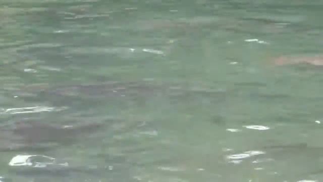 Наконец-то рыба в Карымчиной появилась. смотреть онлайн