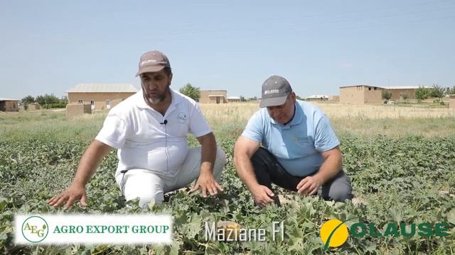 AGRO EXPORT GROUP CLAUSE Maziane F1 3