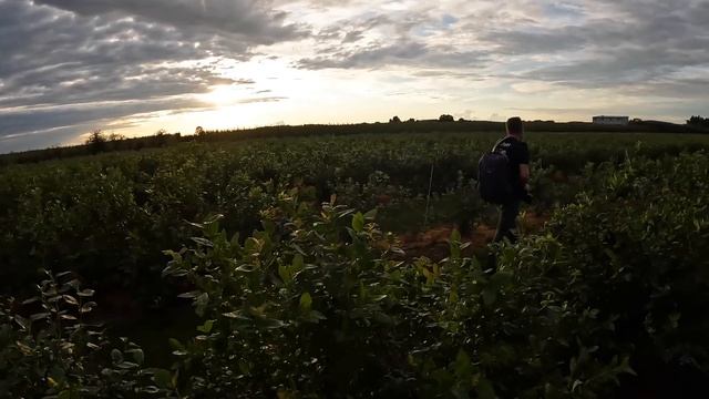 Borówka: Chandler, Duke, Liberty - Paweł Radecki & Tomasz Domański смотреть онлайн