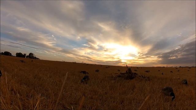2013 Early Season Canada Goose Hunt смотреть онлайн