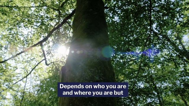 The Weight Of A Tree - With Dan Snow смотреть онлайн