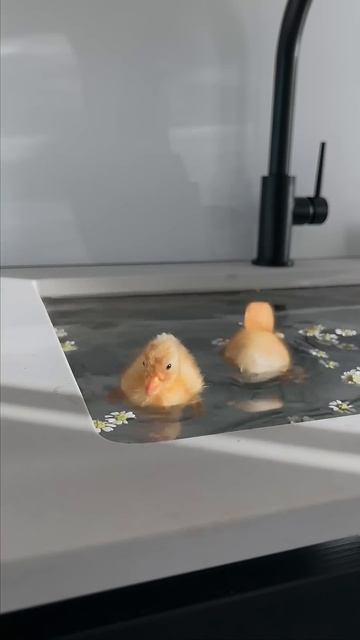 I think I like this little life #shorts #ducklings #swimming смотреть онлайн