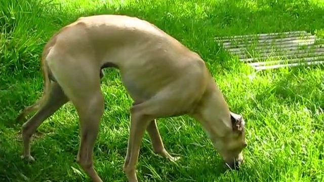 Элронд и черешня 1 смотреть онлайн