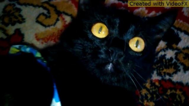 Чем занимается Мамба сейчас. смотреть онлайн