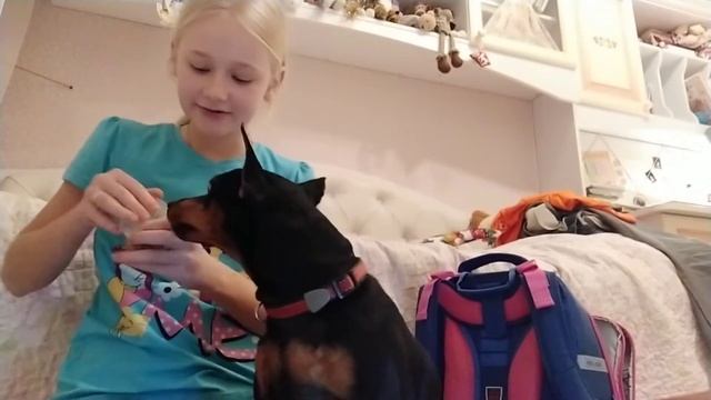 Как научить собаку командам???/Sema and Flosha смотреть онлайн