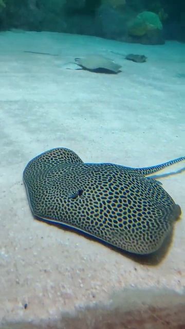 enjoy stingray fish ### youtube short video смотреть онлайн