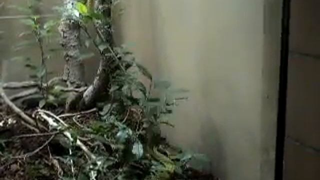 Green Mamba San Diego Zoo.MPG