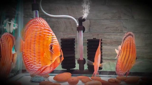WILD DISCUS FROM AMAZON. Thanks to Ka Kar Discus (Thailand) смотреть онлайн