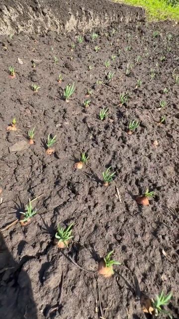 Всходы лука. Сорт семейный. Как вам урожай?#подпишись #огород #дача #лук #like смотреть онлайн