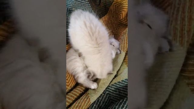 Siberian Neva Masquerade/ WCF pedigree смотреть онлайн