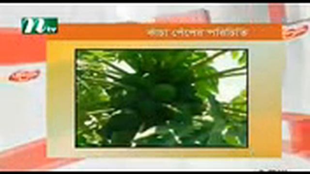 Raw papaya nutritions смотреть онлайн