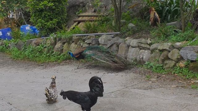 Озеро цветущих слив, храм Саньцин, ботанический зад с макаками, авеню мистера Брауна. На моноколесе смотреть онлайн