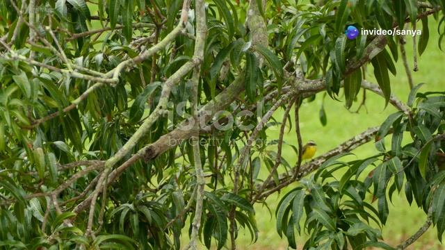 Sui: Блокчейн будущего