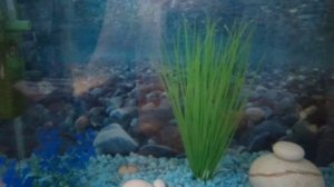 Лайфхаки для начинающих аквариумистов