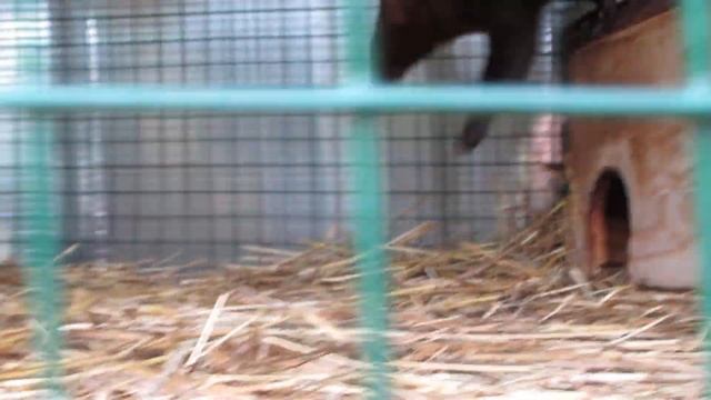 Осваиваем вольер