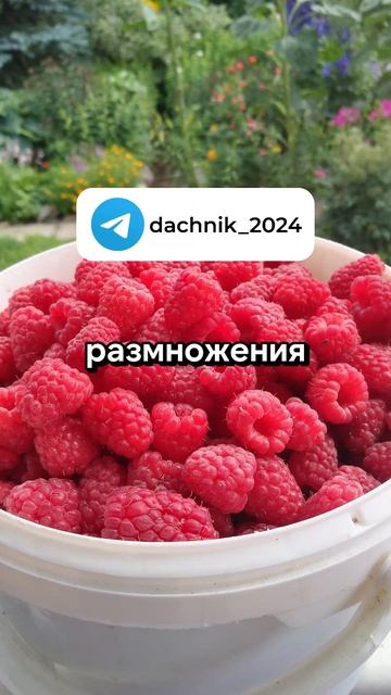 Что сделать, чтобы малина стала крупнее | Дачные советы, дача и огород смотреть онлайн